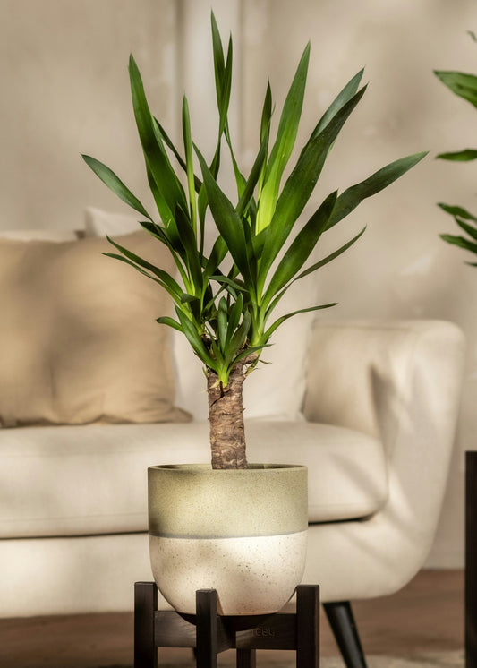 Decorative indoor plant on a stand in a living room setting with a sofa and another plant in the background.