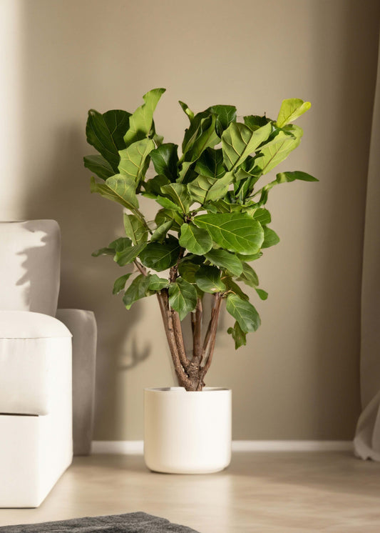 Potted plant in a living room with a beige sofa and light-colored walls.