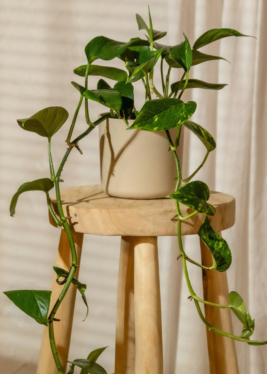 Potted plant on a wooden stool with a neutral background