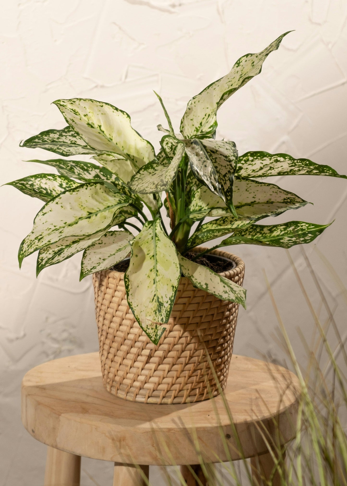 Potted plant on a wooden stool against a textured wall