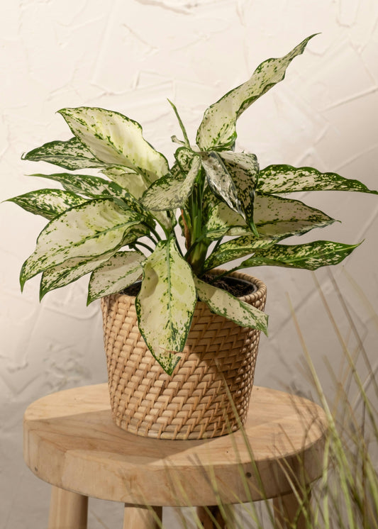 Potted plant on a wooden stool against a textured wall