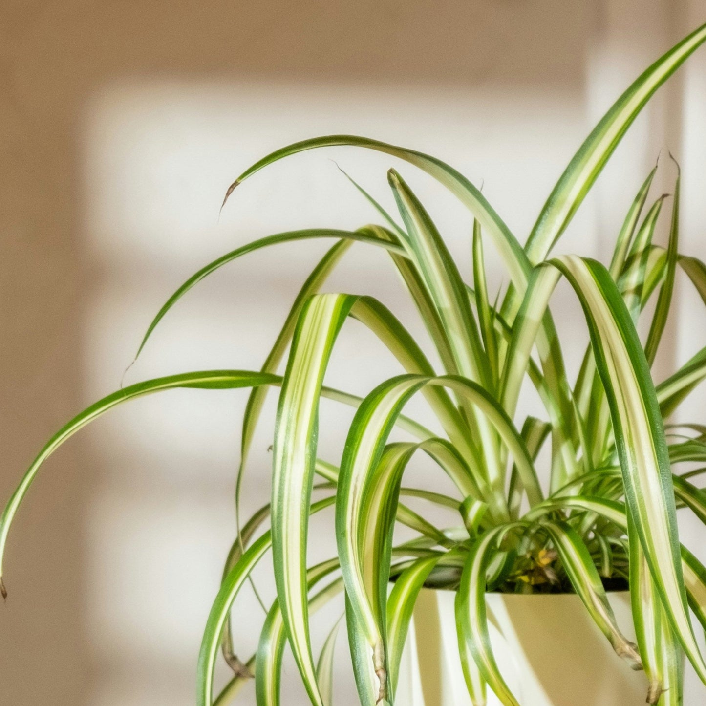 Chlorophytum comosum ‘Variegatum’ (Spider plant or Airplane plant)