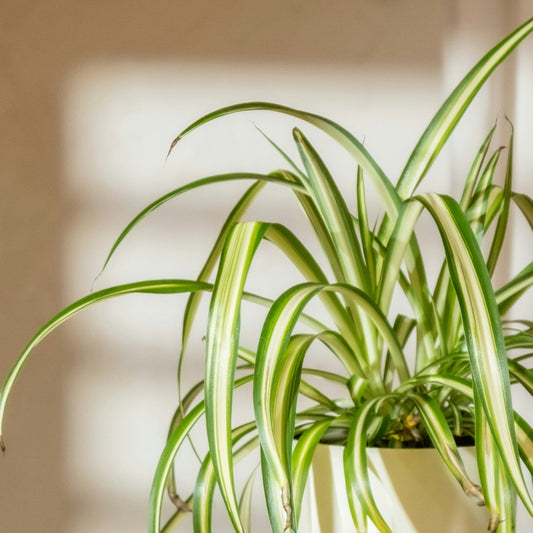 Chlorophytum comosum ‘Variegatum’ (Spider plant or Airplane plant)