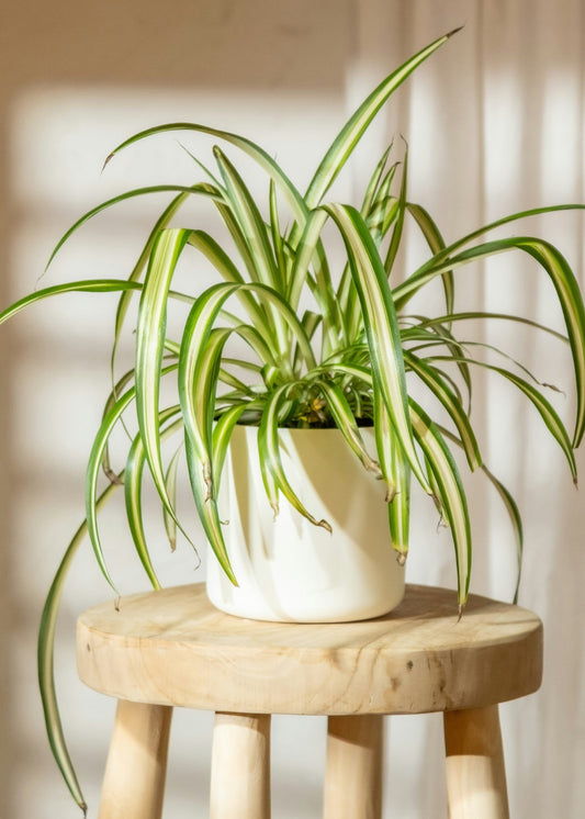 Potted spider plant on a wooden stool with a neutral background