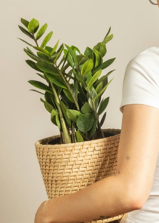 Person holding a potted plant against a plain background