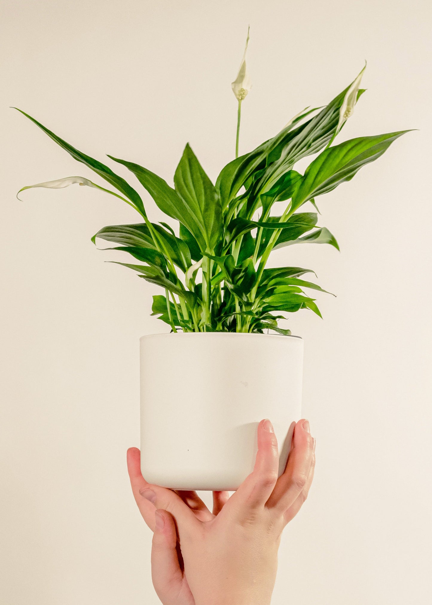 Hand holding a potted plant against a plain background