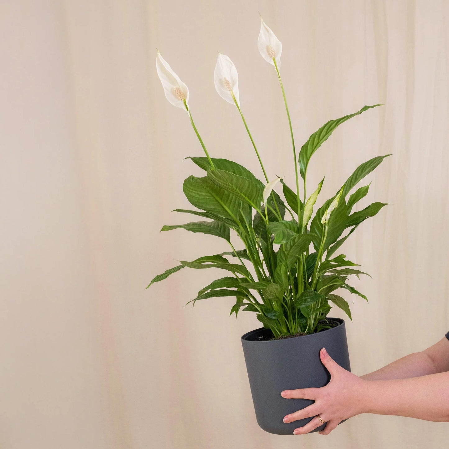Peace Lily (Spathiphyllum) | Blooming, Low-Light Friendly Indoor Plant