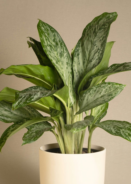 Potted plant with green leaves in a white pot on a beige background