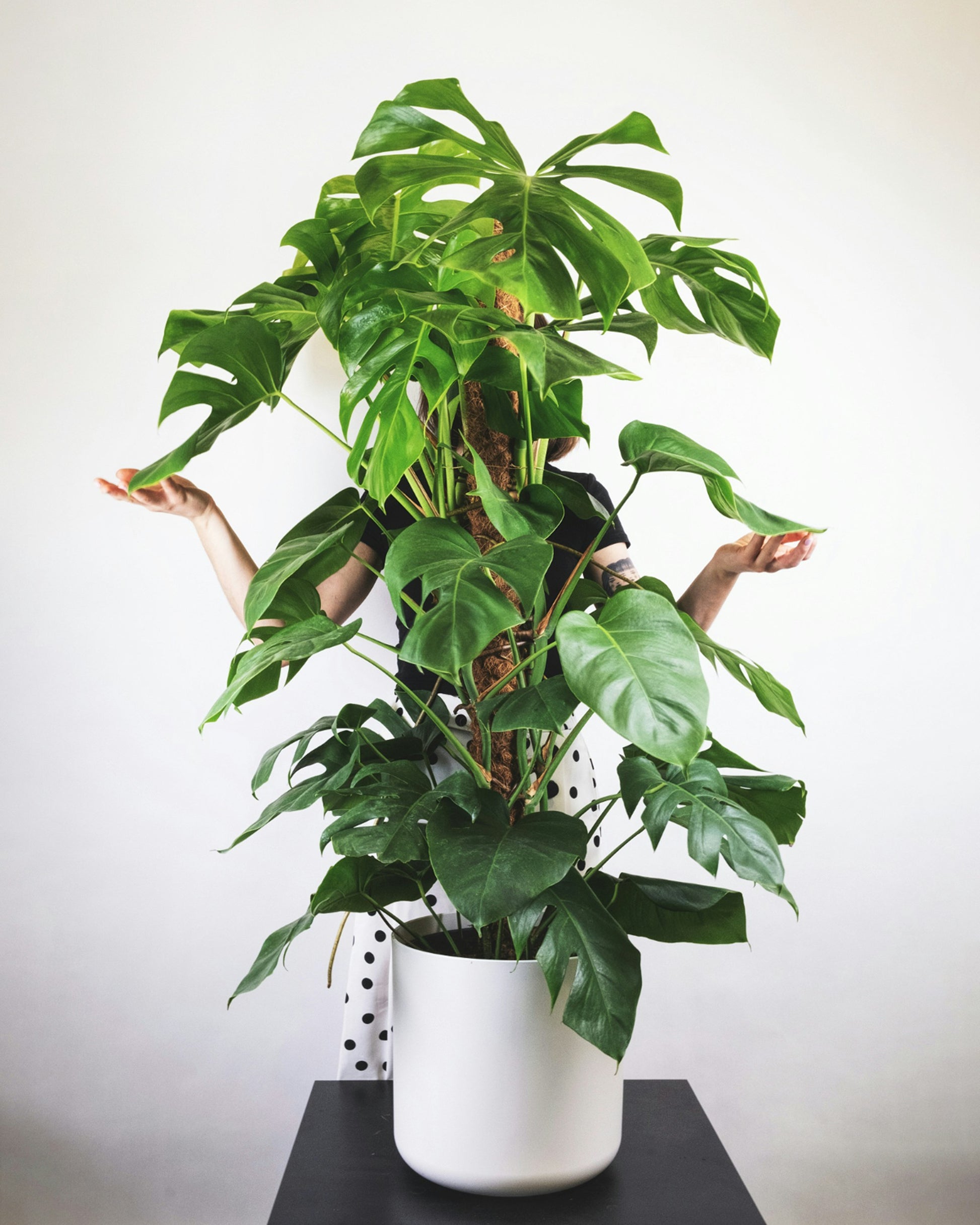 Potted plant with a person partially obscured by its leaves on a white background