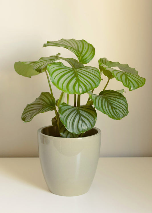 Potted plant with green leaves on a white surface and beige background