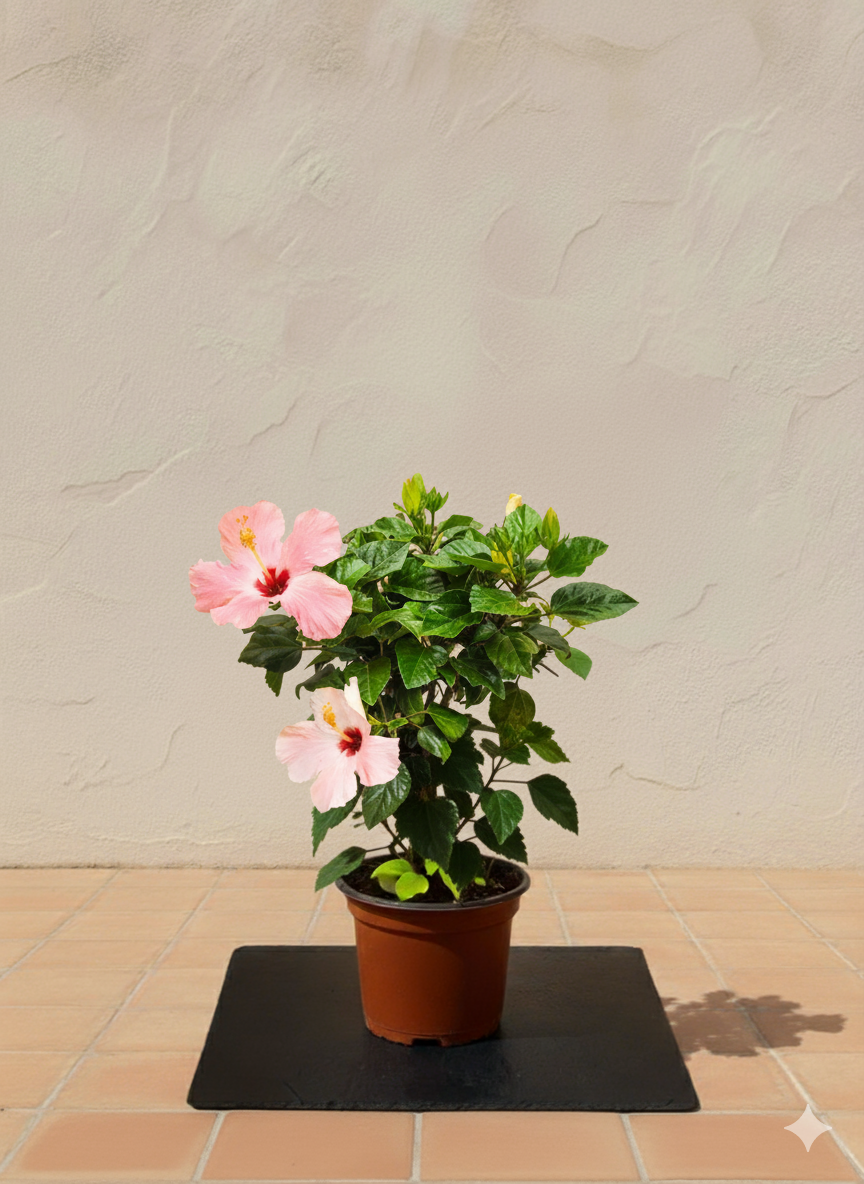 Hibiscus | 30-50 cm