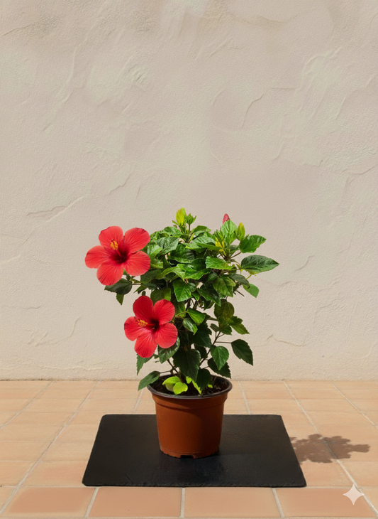 Hibiscus | 30-50 cm