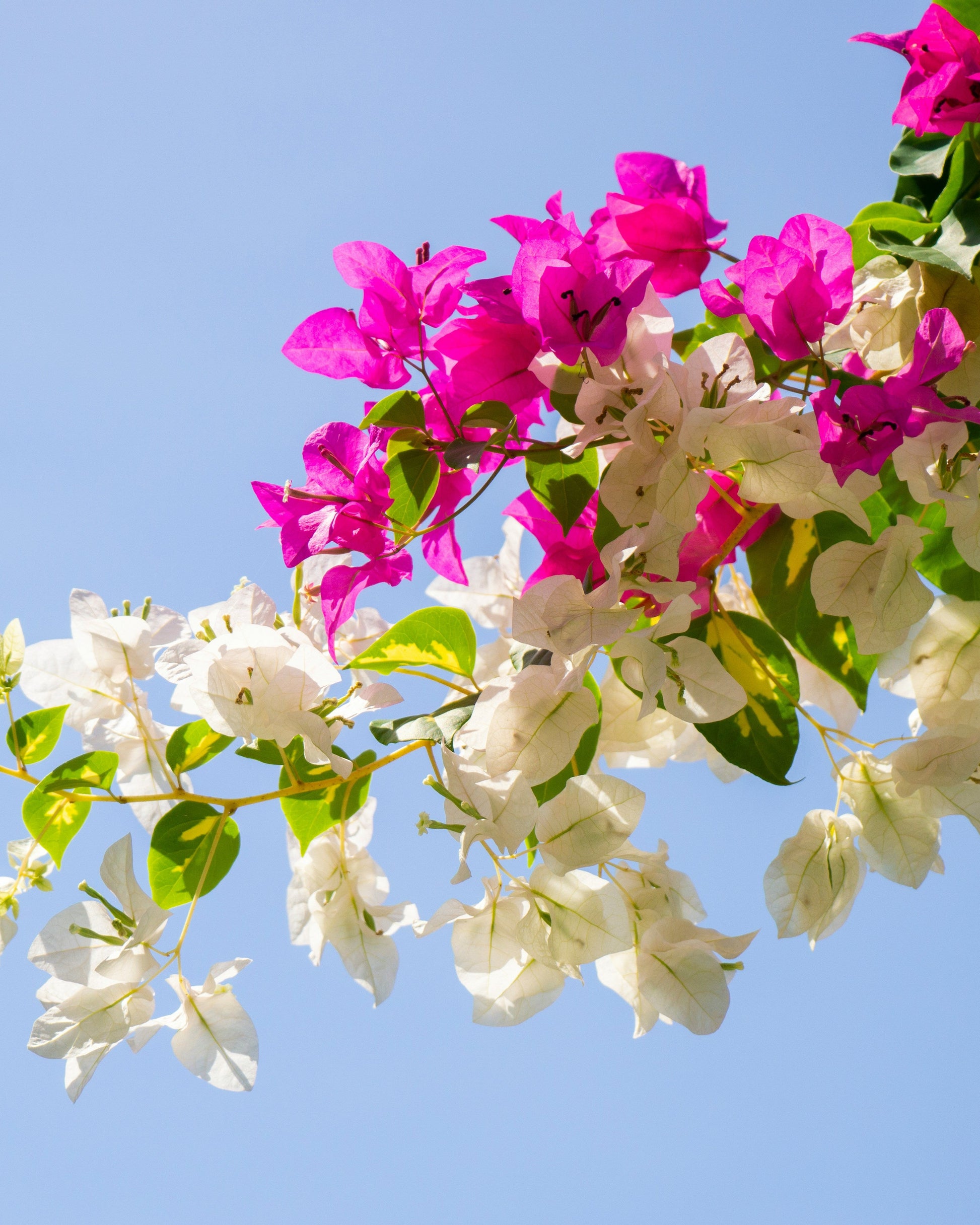 Bougainvillea flowers with pink and white blossoms against a clear blue sky.