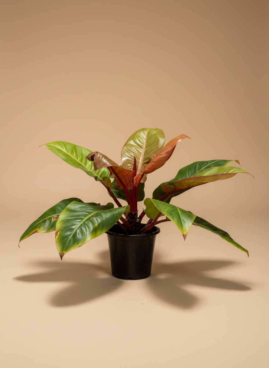 Philodendron Imperial Red | Self-Heading Philodendron Red