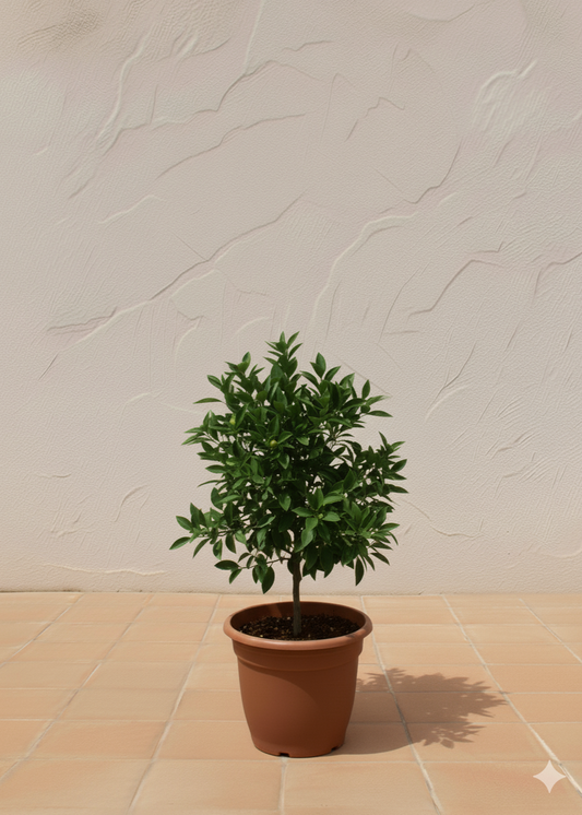 Potted plant on a tiled floor with a textured white wall background
