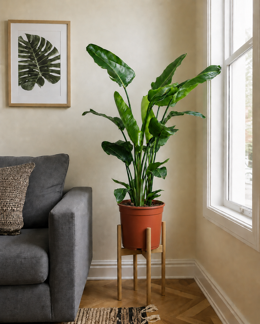 Bird of Paradise (Copy)
