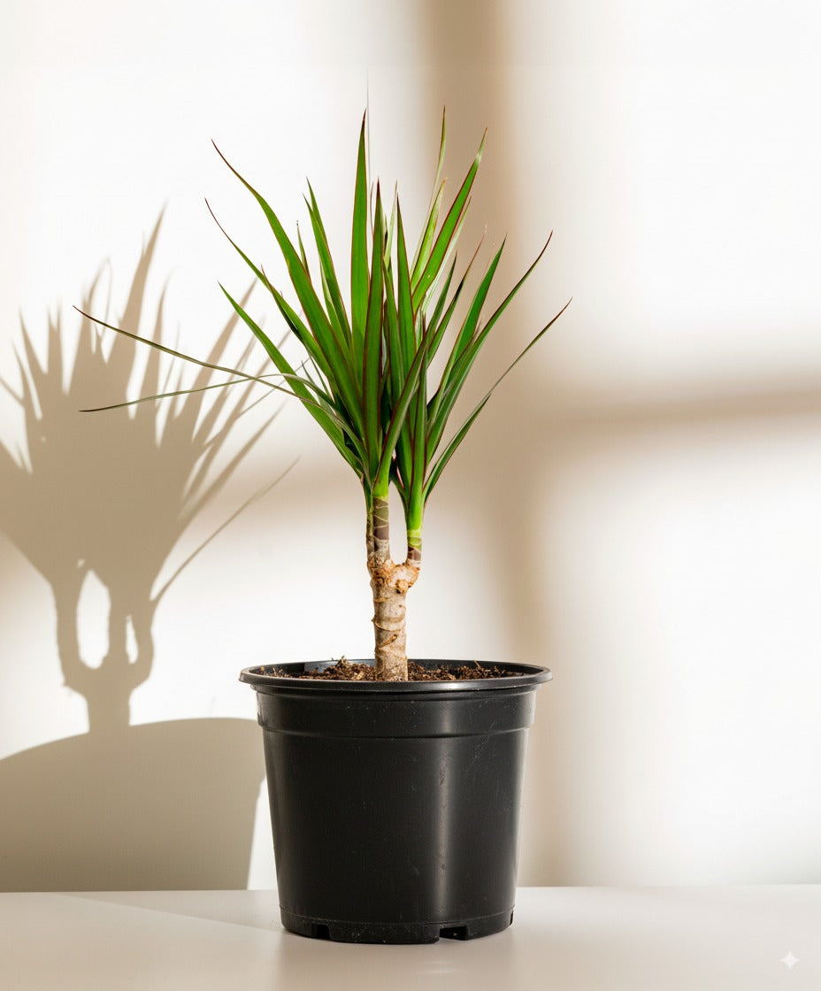 Crimson Dragon Tree | Dracaena Marginata